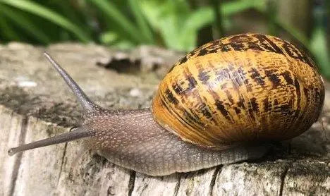 A snail on wood at Bragan Skincare's family snail farm in County Monaghan