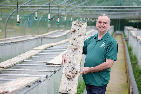 snail farm in county Monaghan producing snail mucin for skincare