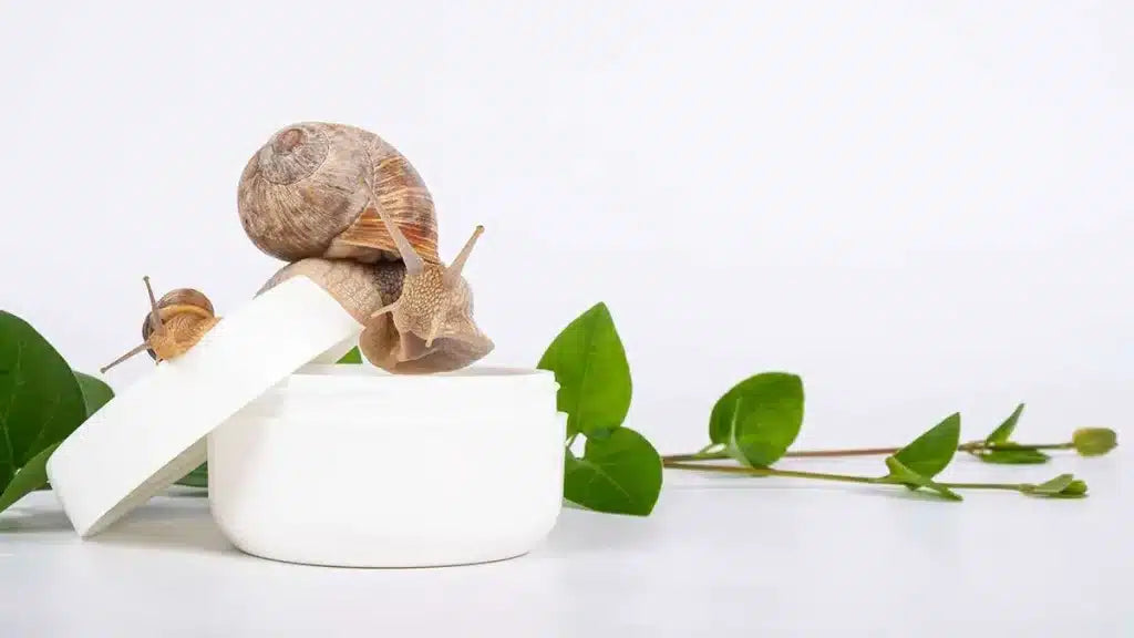 Snail representing the naturally produced snail mucin used in Bragan Skincare products