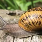 snail cosmetic, snail mucin all in one cream, Discover the powerful benefits of snail mucin for radiant, hydrated, youthful skin.atopic dermatitis