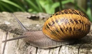 snail cosmetic, snail mucin all in one cream, Discover the powerful benefits of snail mucin for radiant, hydrated, youthful skin.atopic dermatitis