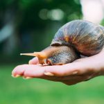 snail slime for skin, snail mucin benefits, snail slime moisturizer, best snail cream, snail slime skincare products