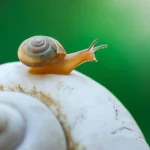 ATOPIC DERMATITIS, Snail Mucin Fun Facts