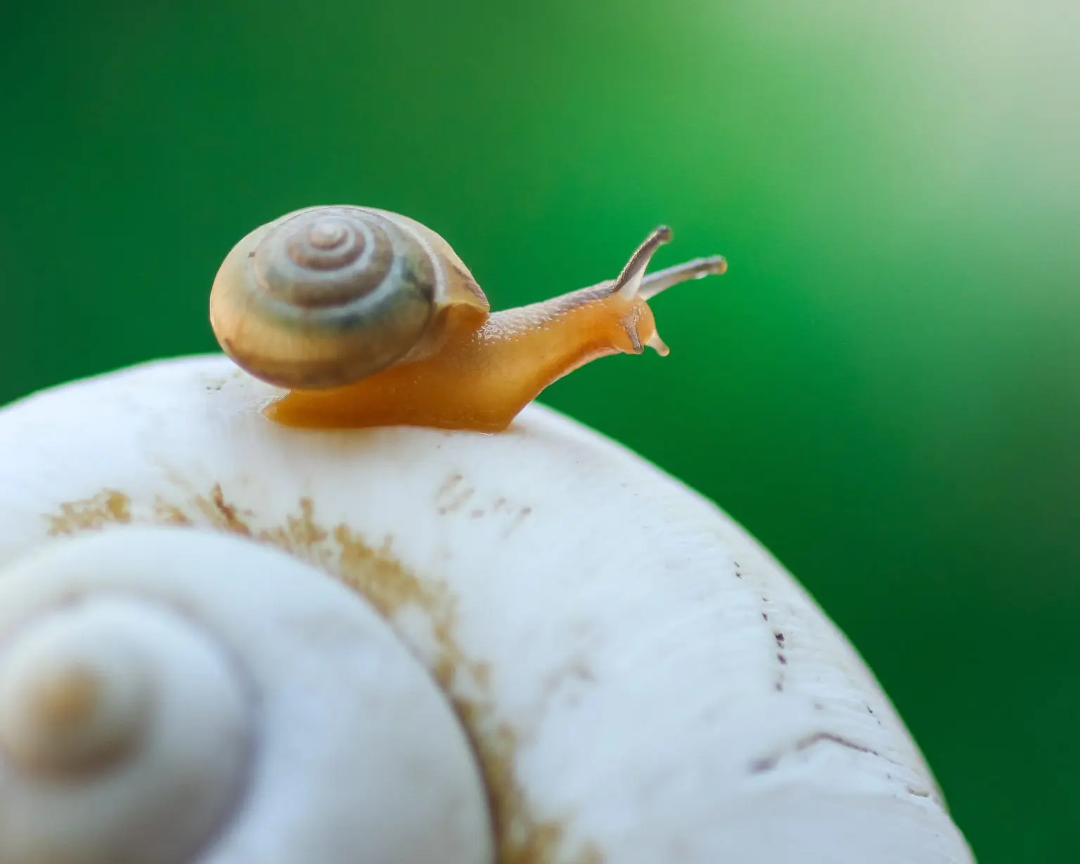 ATOPIC DERMATITIS, Snail Mucin Fun Facts