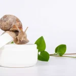 snail cream, Snail slime is now a very popular ingredient in skincare products because of it's numerous benefits
