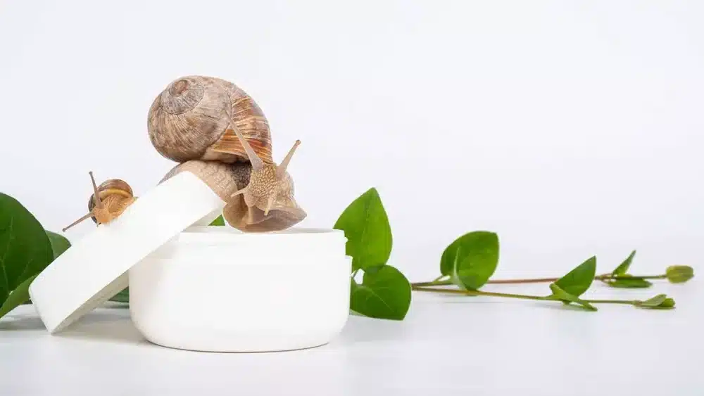 snail cream, Snail slime is now a very popular ingredient in skincare products because of it's numerous benefits