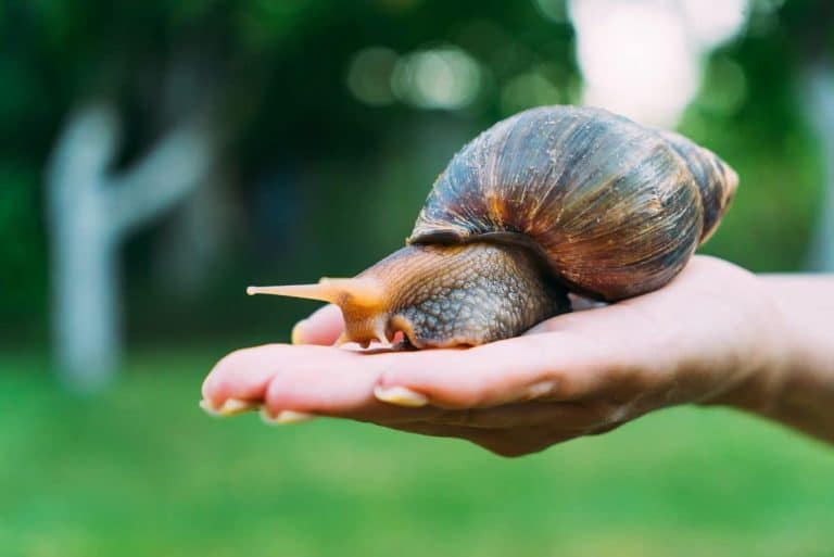 is snail slime good for skin, s snail slime good for your face, what is snail slime good for, why is snail slime good for your skin