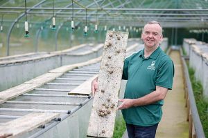 snail farming, snail farm ireland, the snail man, Kieran at the Snail Farm