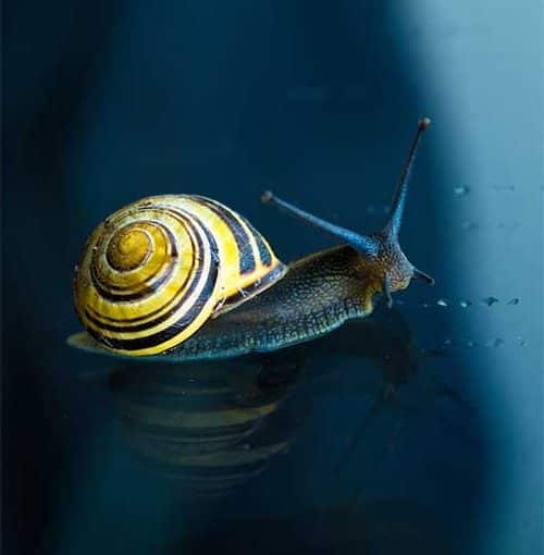is snail slime good for skin, s snail slime good for your face, what is snail slime good for, why is snail slime good for your skin