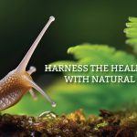 The Benefits of Snail Slime for Skin,