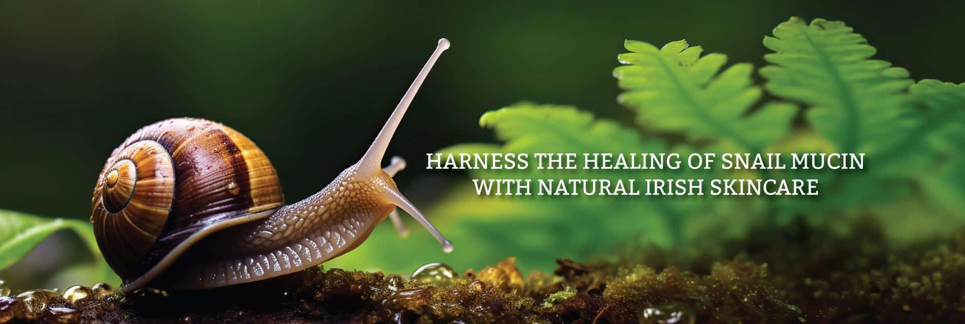 The Benefits of Snail Slime for Skin,