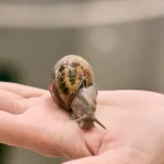 snail mucin benefits,