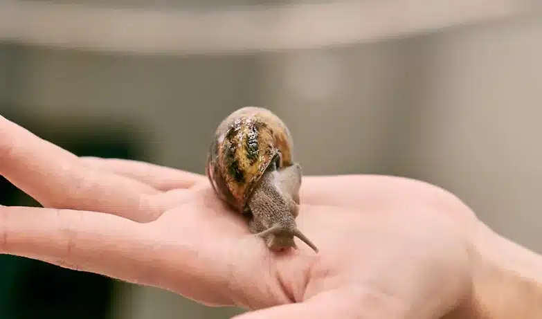 snail mucin benefits,