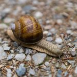 snail secretion,