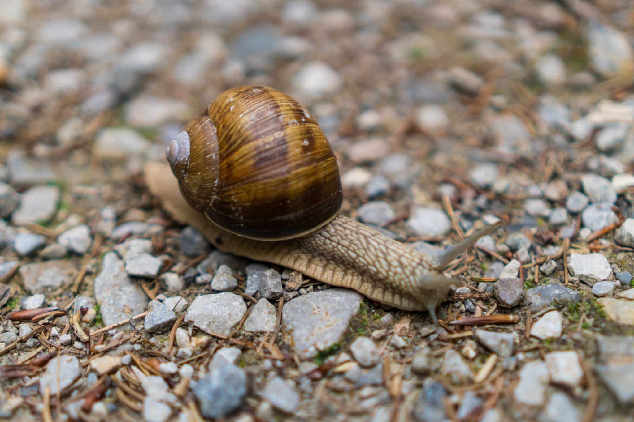 snail secretion,
