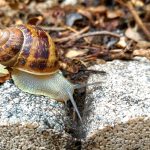 snail skin care, snail secretion,