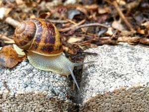 snail skin care, snail secretion,
