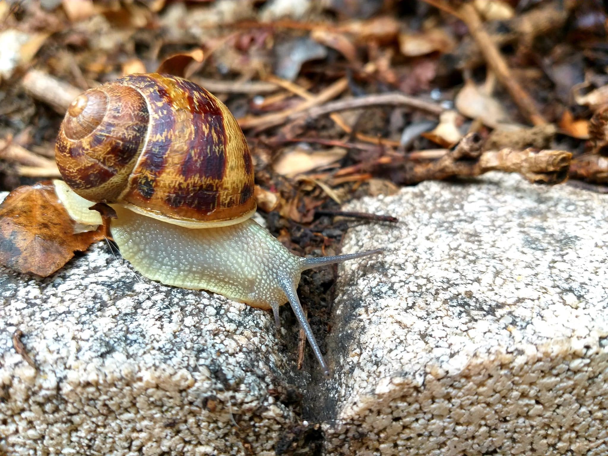 snail skin care, snail secretion,