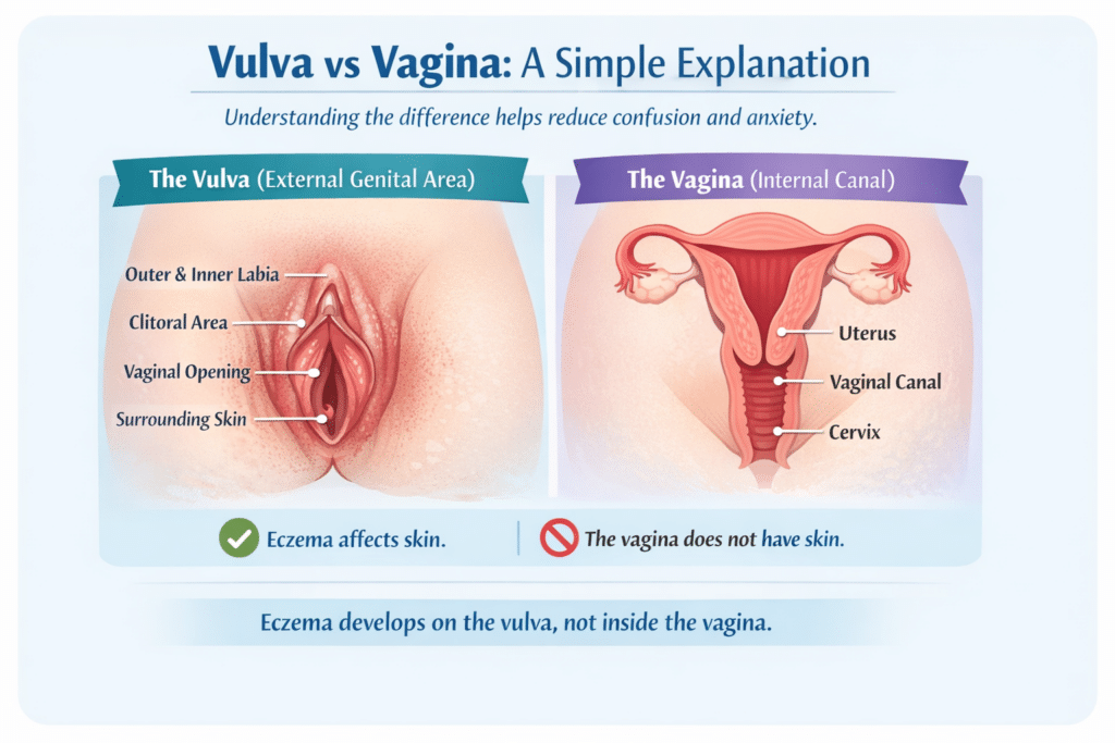 valva vs vaginal infographic